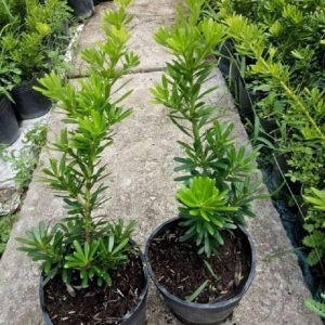 Cây Tùng Kim Cương