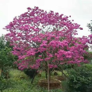 Cây Phong Linh Tím