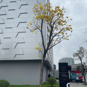 Cây Cảnh Văn Phòng