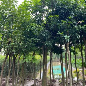 Cây Cảnh Trong Nhà