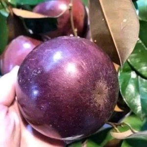 Cây Hoa Bằng Lăng (Sao chép)