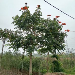 Cây Hoa Công Trình